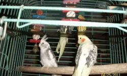 8 cockatiel white face and pied all one year old my good breeder not good pets not tame at all 35each